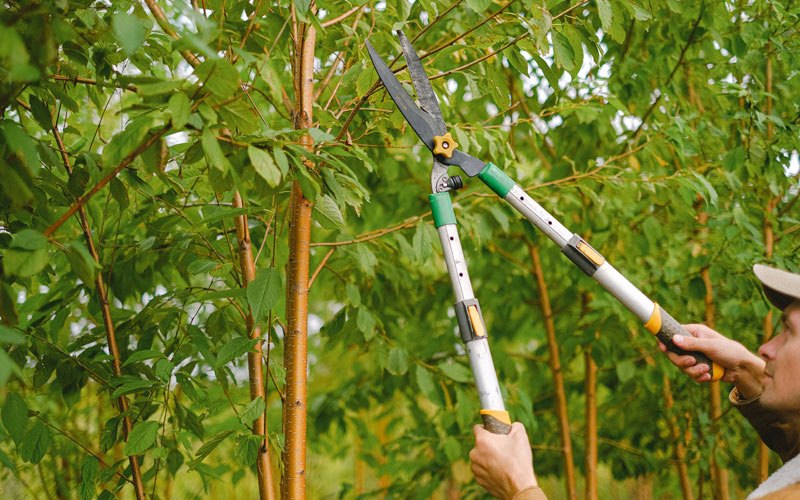 Tree trimming in Cost, TX